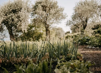 From Garden to Table