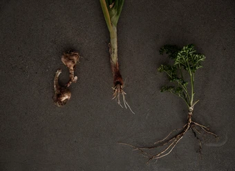 From field to table