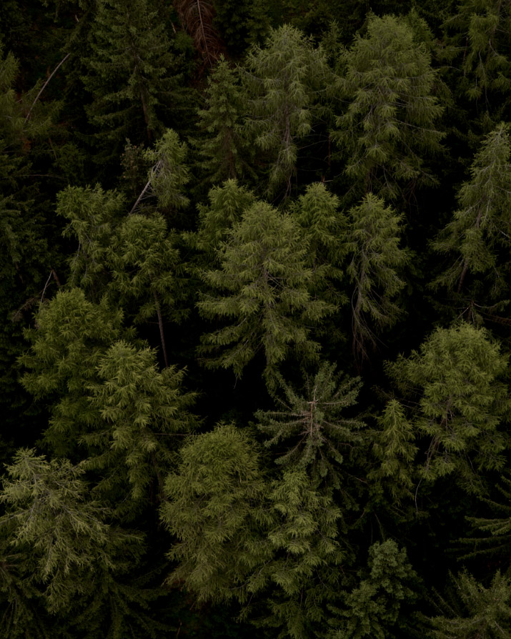 Verwurzelt in der Kraft der Natur